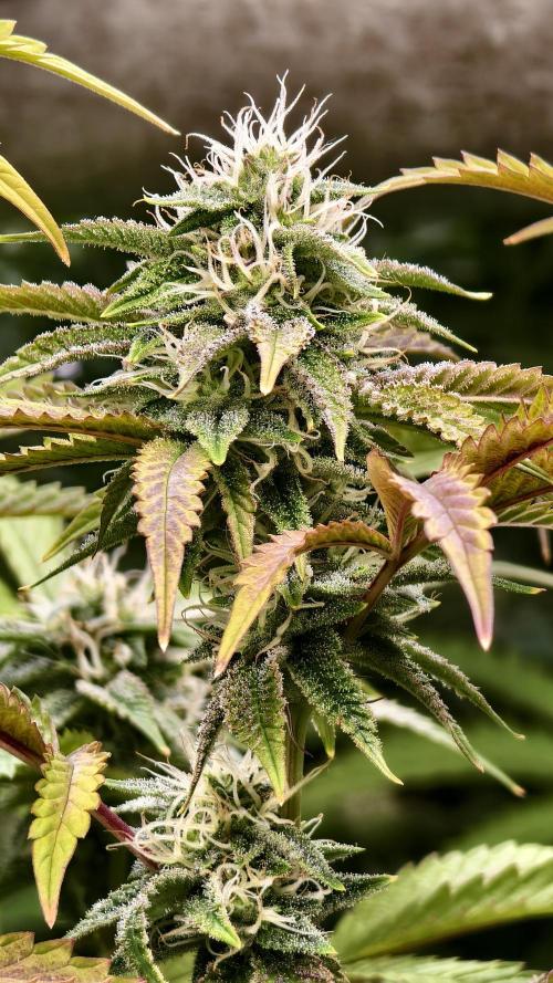 Fruit Gum fem COCOSIK. Week 11