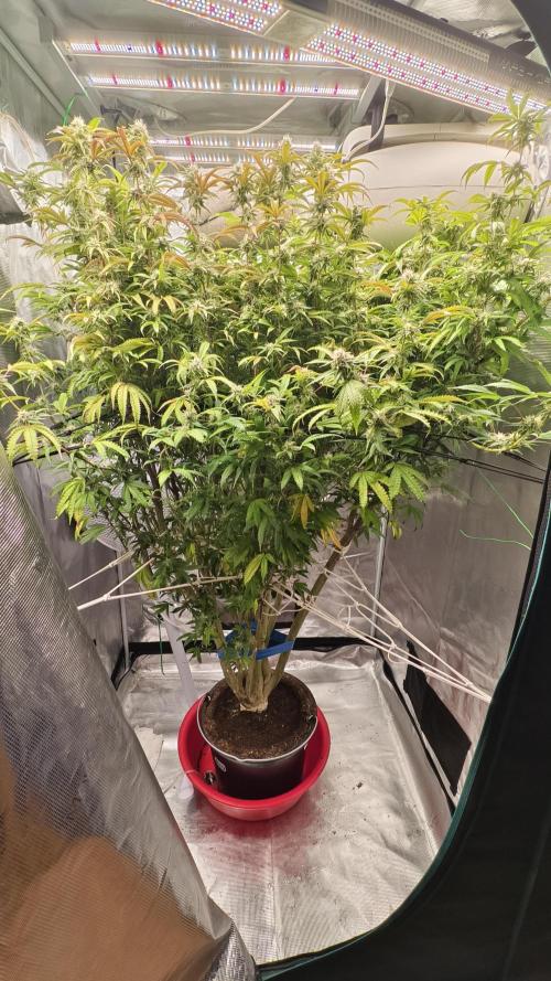 Fruit Gum fem COCOSIK. Week 11