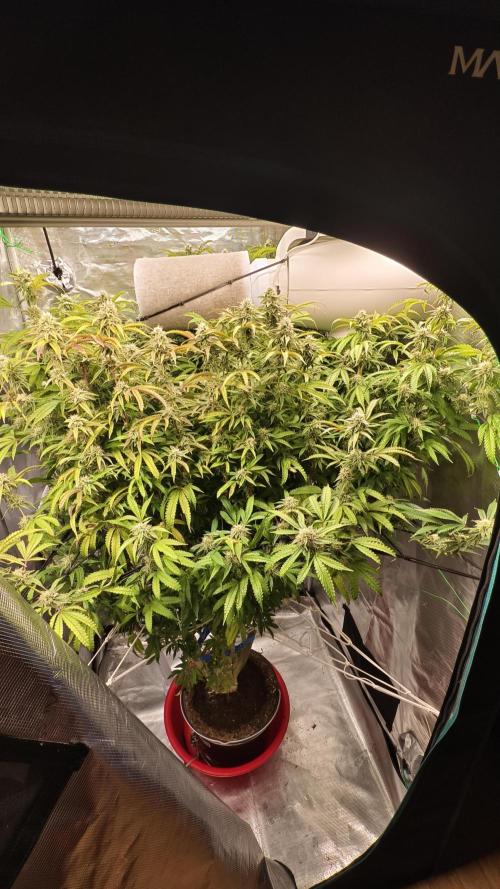 Fruit Gum fem COCOSIK. Week 12