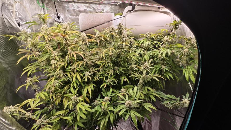 Fruit Gum fem COCOSIK. Week 12