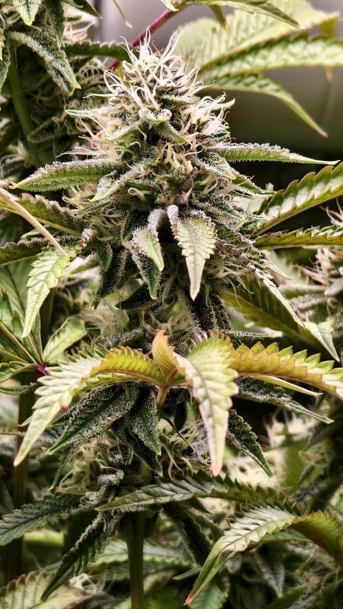 Fruit Gum fem COCOSIK. Week 12