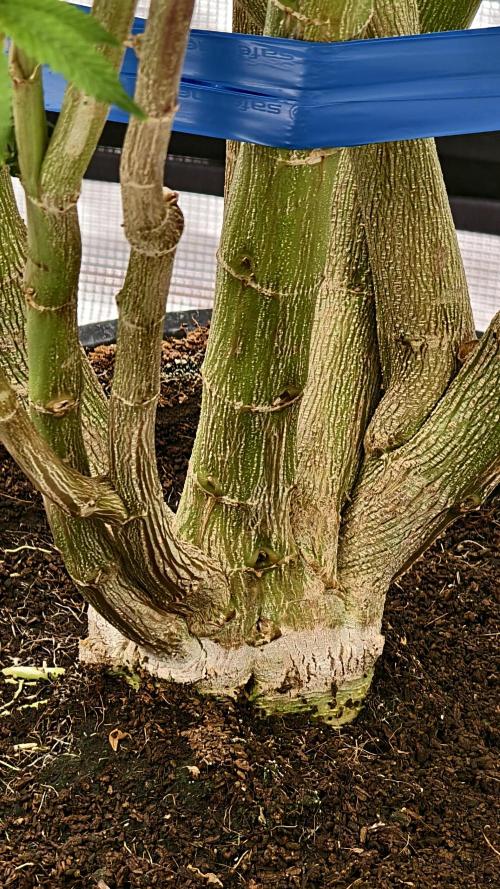 Fruit Gum fem COCOSIK. Week 12