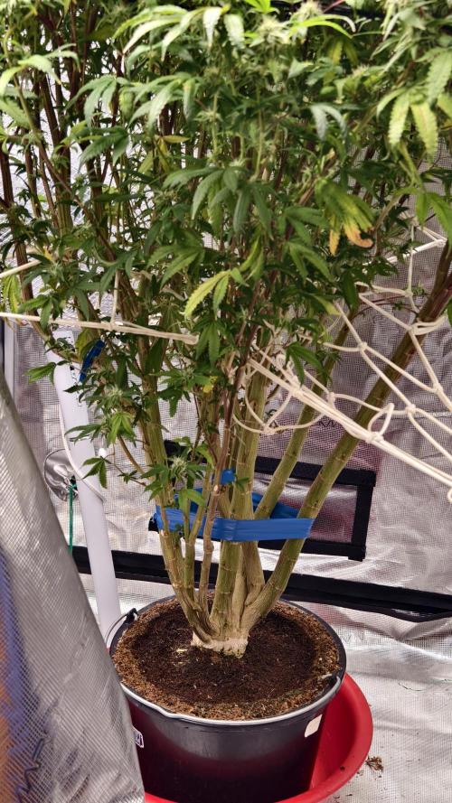 Fruit Gum fem COCOSIK. Week 12