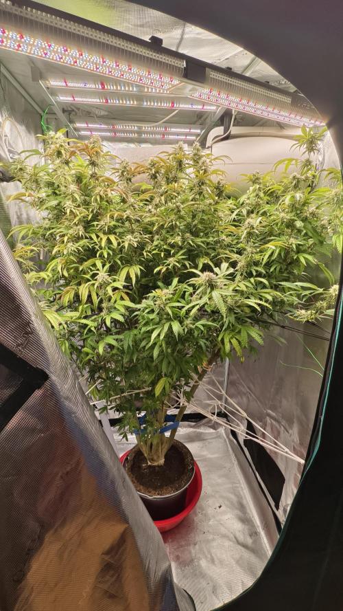Fruit Gum fem COCOSIK. Week 12