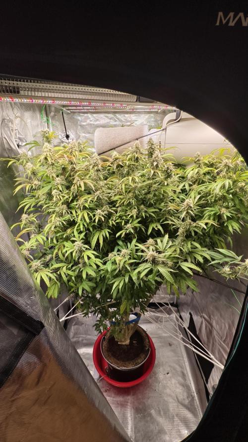 Fruit Gum fem COCOSIK. Week 12