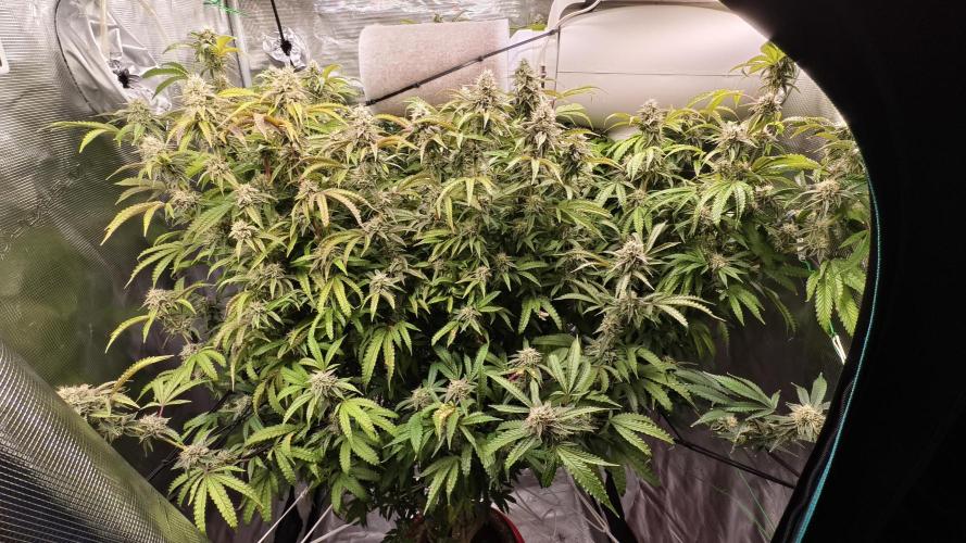 Fruit Gum fem COCOSIK. Week 13