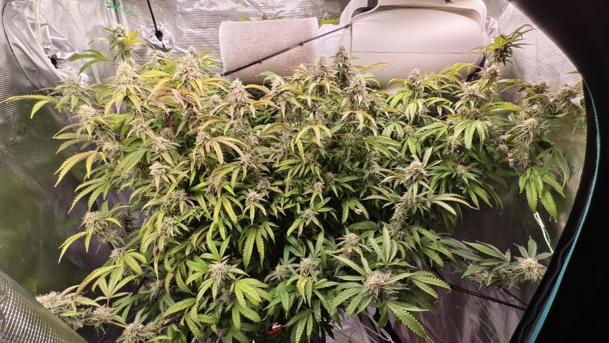 Fruit Gum fem COCOSIK. Week 13