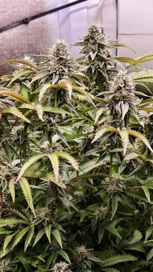 Fruit Gum fem COCOSIK. Week 13