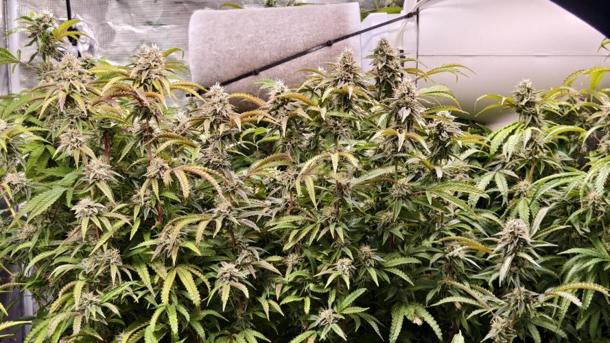 Fruit Gum fem COCOSIK. Week 13