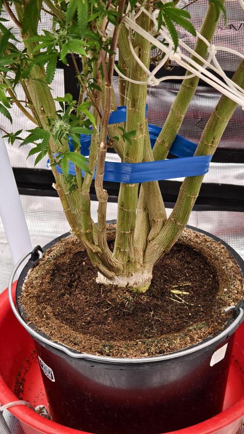 Fruit Gum fem COCOSIK. Week 13