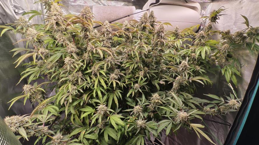 Fruit Gum fem COCOSIK. Week 13