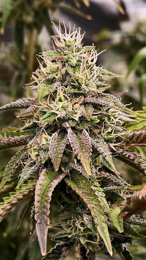 Fruit Gum fem COCOSIK. Week 13