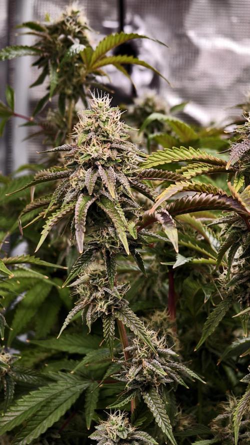 Fruit Gum fem COCOSIK. Week 13