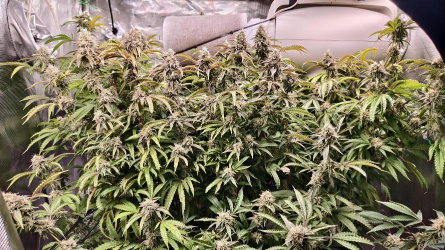 Fruit Gum fem COCOSIK. Week 13