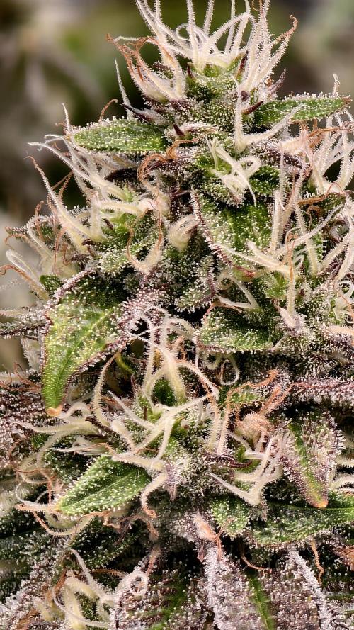 Fruit Gum fem COCOSIK. Week 13