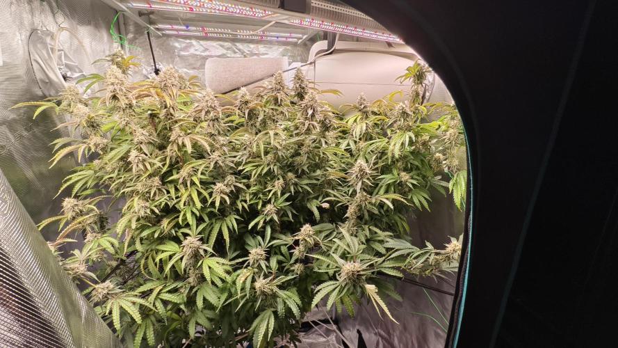 Fruit Gum fem COCOSIK. Week 14