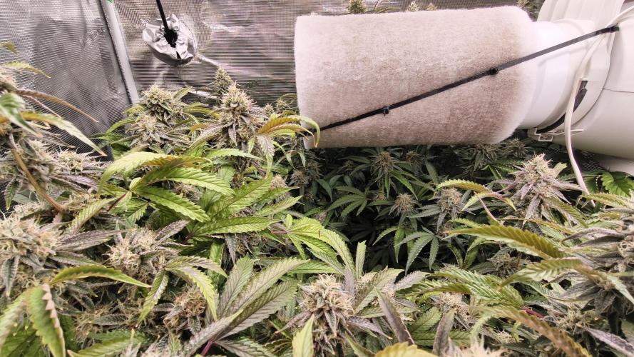 Fruit Gum fem COCOSIK. Week 14