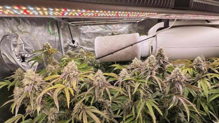 Fruit Gum fem COCOSIK. Week 14