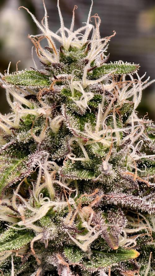 Fruit Gum fem COCOSIK. Week 14