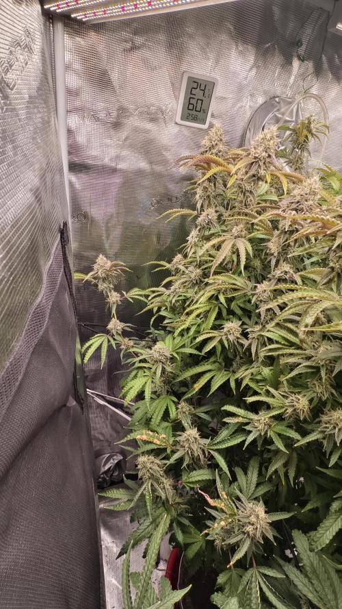 Fruit Gum fem COCOSIK. Week 14