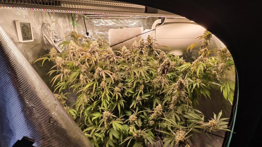 Fruit Gum fem COCOSIK. Week 15