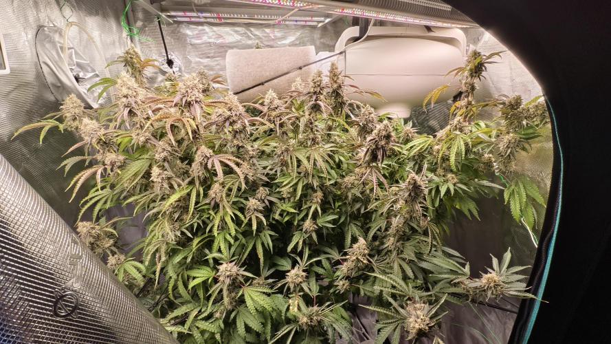 Fruit Gum fem COCOSIK. Week 15