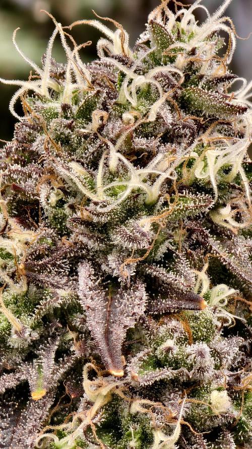 Fruit Gum fem COCOSIK. Week 15