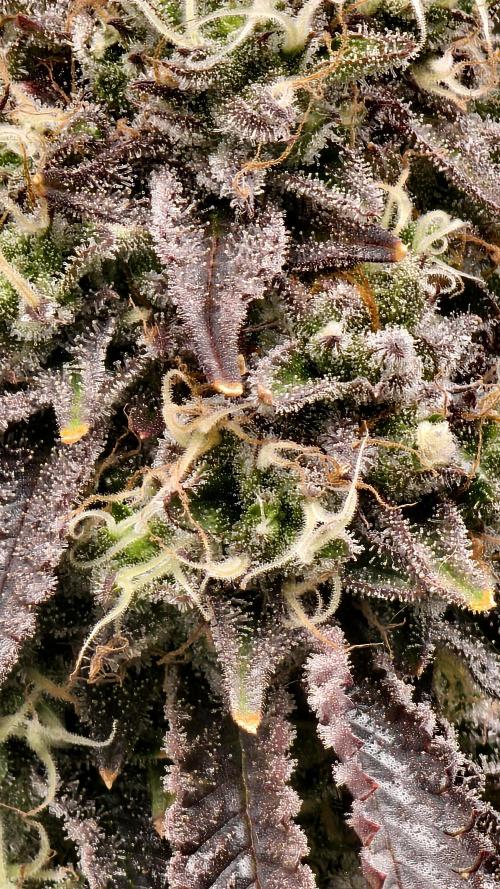 Fruit Gum fem COCOSIK. Week 15