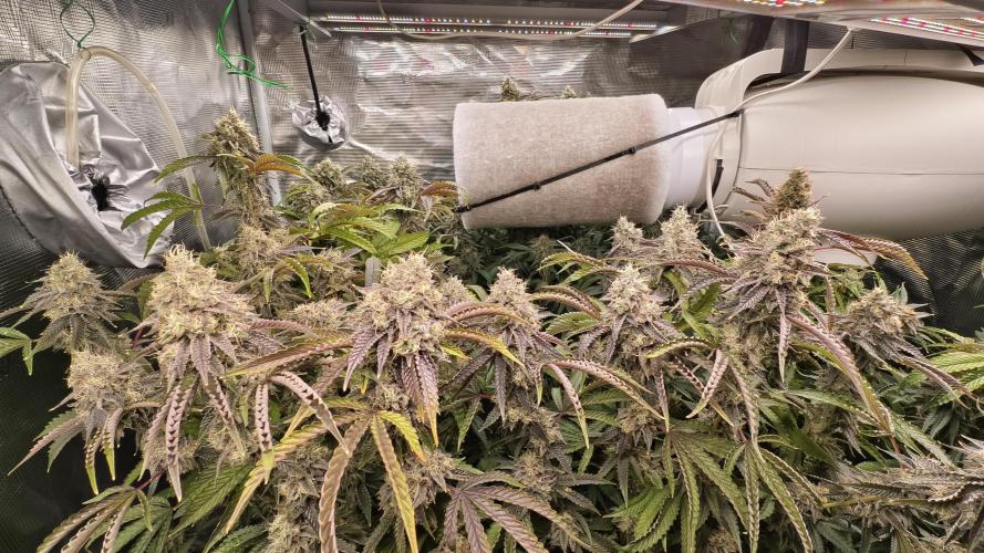 Fruit Gum fem COCOSIK. Week 15