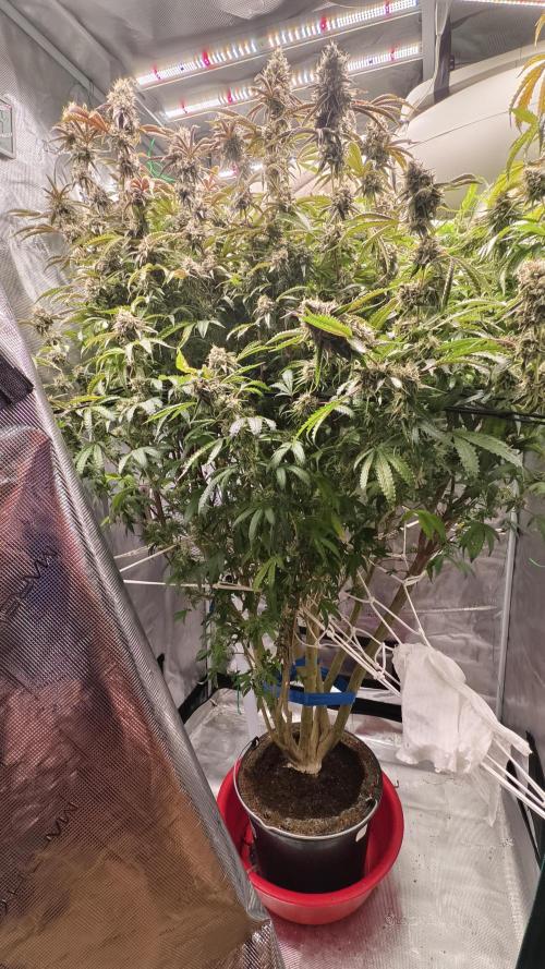 Fruit Gum fem COCOSIK. Week 15