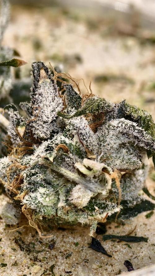 Fruit Gum fem COCOSIK. Week 16