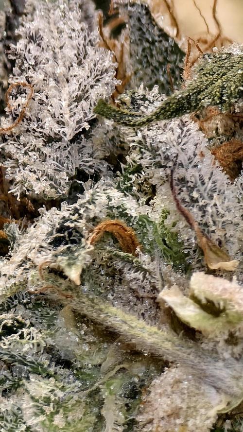 Fruit Gum fem COCOSIK. Week 16