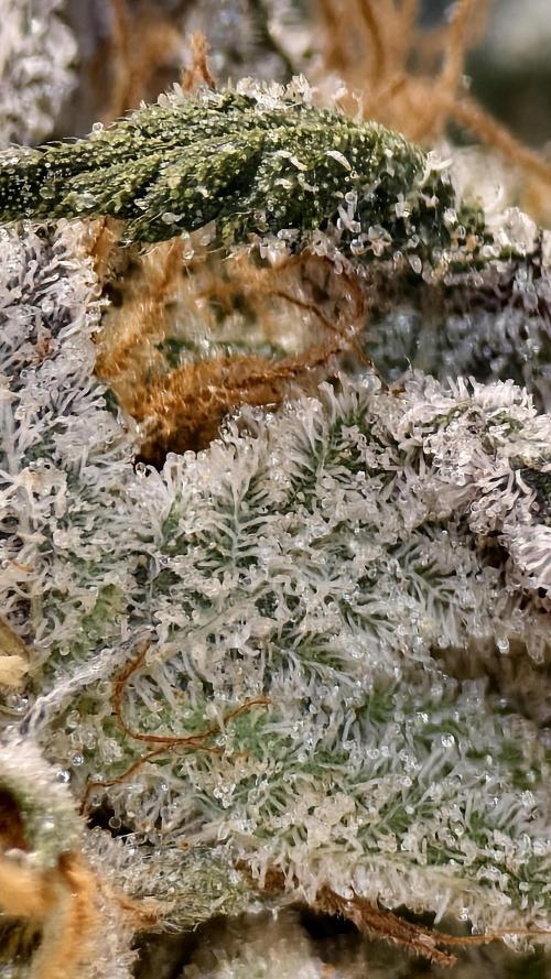 Fruit Gum fem COCOSIK. Week 16