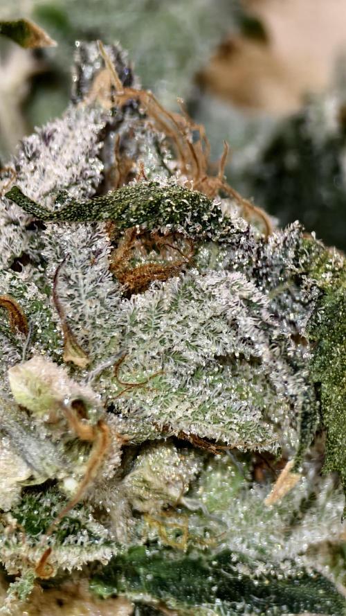 Fruit Gum fem COCOSIK. Week 16