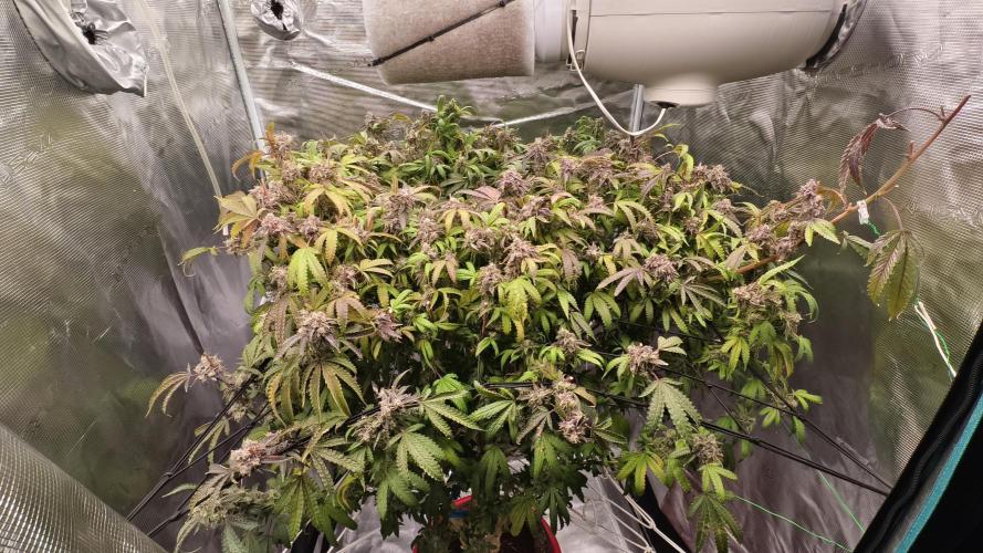 Fruit Gum fem COCOSIK. Week 16