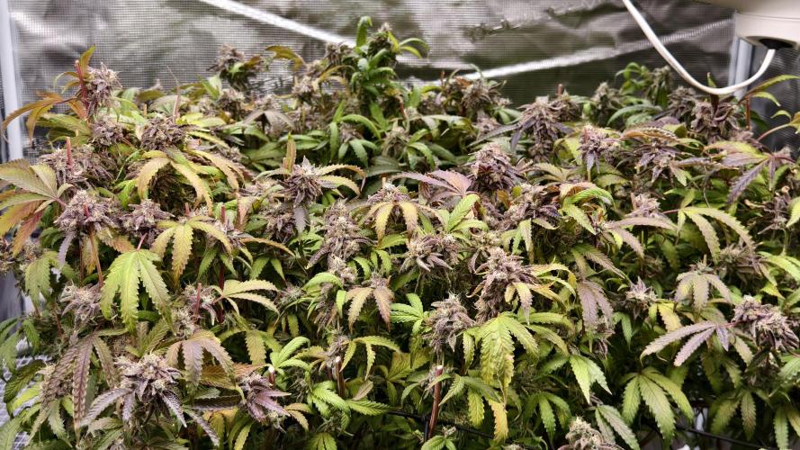 Fruit Gum fem COCOSIK. Week 16