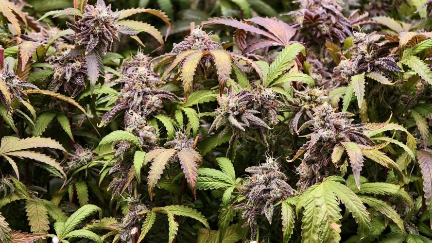 Fruit Gum fem COCOSIK. Week 16