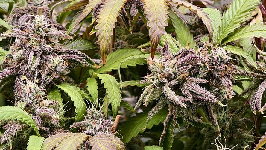 Fruit Gum fem COCOSIK. Week 16