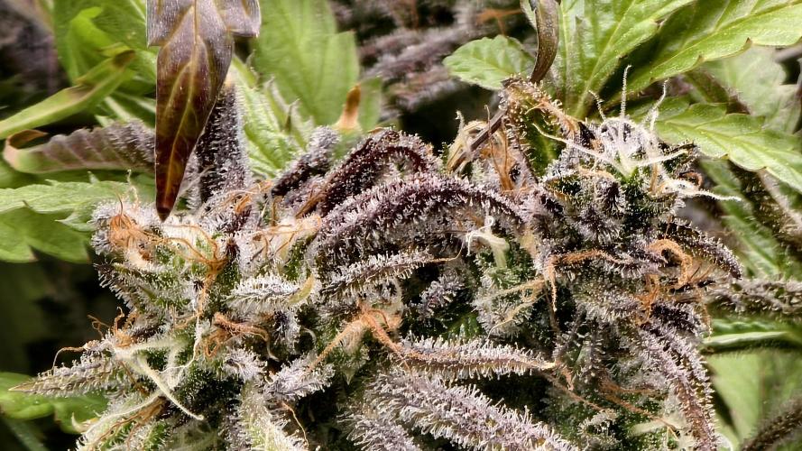 Fruit Gum fem COCOSIK. Week 16