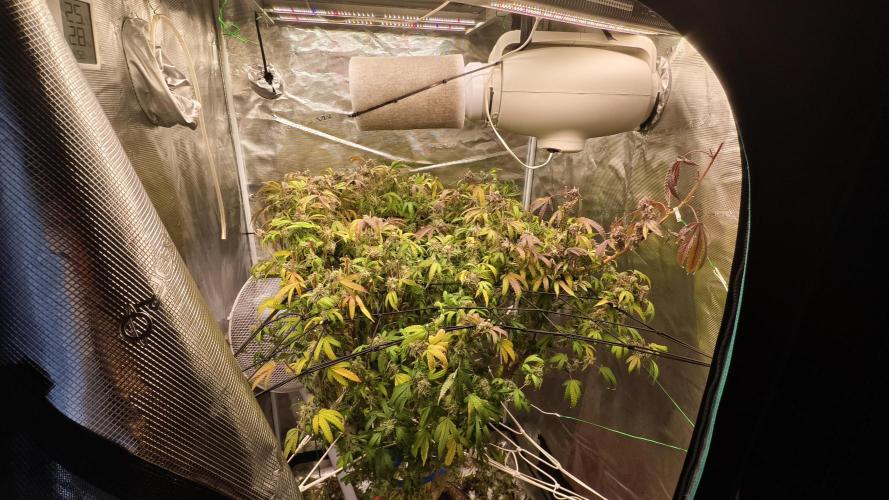 Fruit Gum fem COCOSIK. Week 16