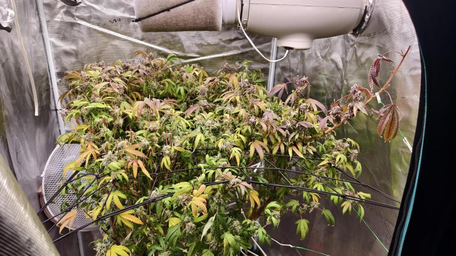 Fruit Gum fem COCOSIK. Week 16