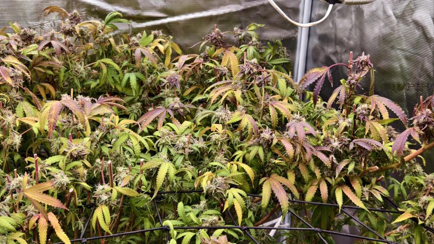 Fruit Gum fem COCOSIK. Week 16