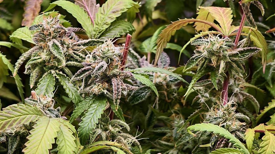 Fruit Gum fem COCOSIK. Week 16