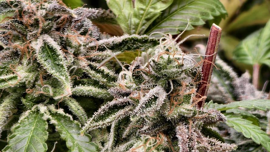 Fruit Gum fem COCOSIK. Week 16