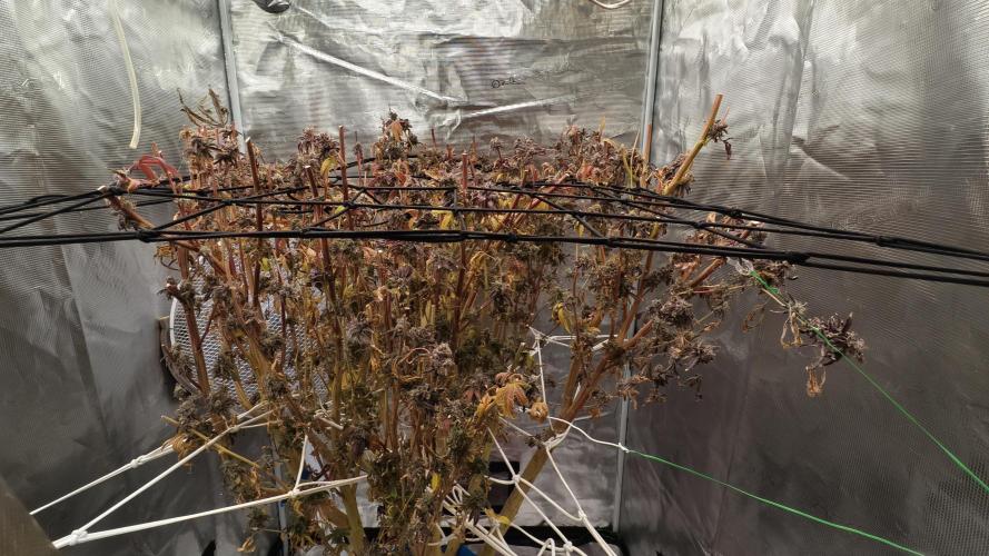 Fruit Gum fem COCOSIK. Week 16 - Forgive me for your death. Forgive me for everything. 