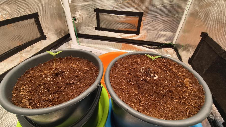 For my favorite Russian store, Cannado. Week 0