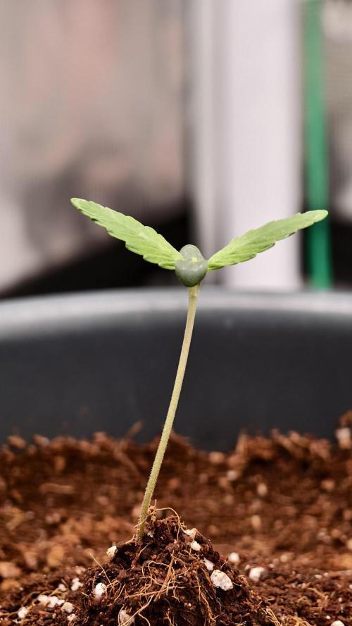 For my favorite Russian store, Cannado. Week 0