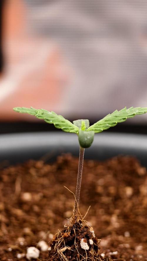 For my favorite Russian store, Cannado. Week 0