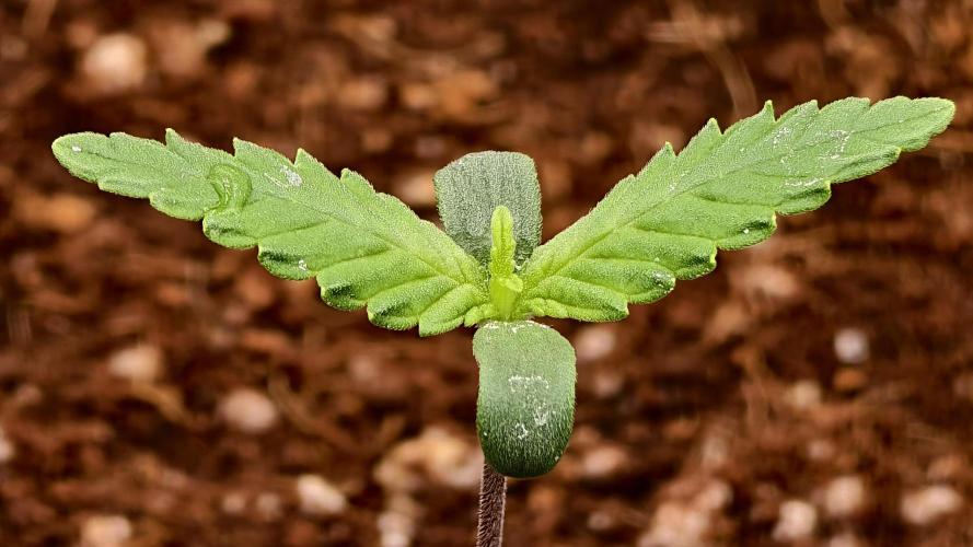 For my favorite Russian store, Cannado. Week 0