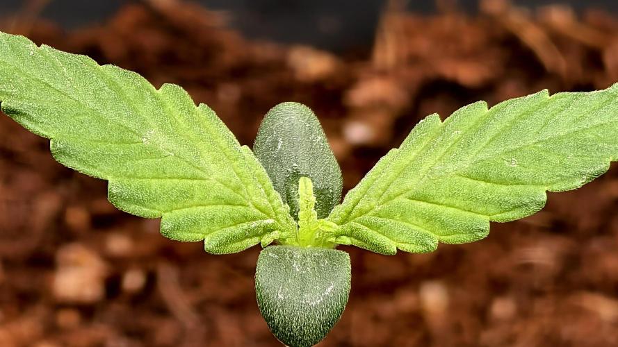 For my favorite Russian store, Cannado. Week 0